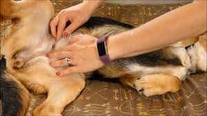 How To Tell If Your Dog Is Pregnant (Without Dog Pregnancy Test) - Youtube