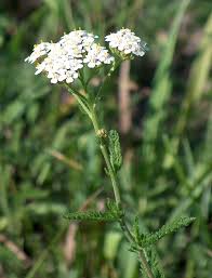 Image result for Achillea millefolium