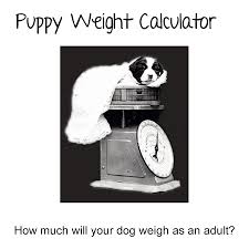 A quick guide to understand: Puppy Weight Calculator How Big Will Your Dog Be