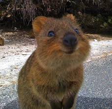 Meet The Quokka The Happiest Animal Ever Happy Animals Smiling Animals Cute Animals