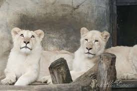 Hodonín zoo , ( zoologická zahrada jihlava ) bir çek olan hayvanat bahçesi kuzeybatı eteklerinde, hodonín içinde güney moravya , çek. Bila Lvicata V Zoo Hodonin U Kocoura Doma