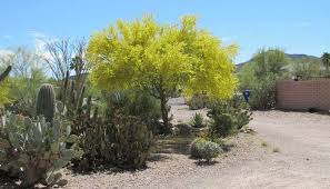 Of all the trees, the foothill palo verde probably overlaps the range of the saguaro cactus most completely. Explore Nature In Your Yard Arizona Daily Independent