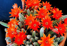 Los cactus son unas plantas cuya popularidad está más que merecida: Las 9 Especies De Cactus Que Florecen Si O Si En Primavera
