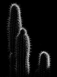 15643 views | 45789 downloads. Hd Wallpaper Grayscale Photo Of Cactus Dark Black And White Light Spikes Wallpaper Flare