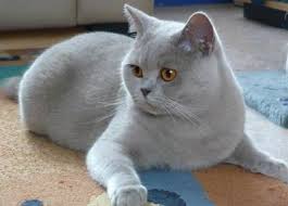 Blue British Shorthair Cat Makes Me Want Another Cat Haha British Shorthair Cats Cats British Shorthair