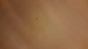 Check out our tiny black dots selection for the very best in unique or custom, handmade pieces from our shops. Identifying Little Black Biting Bugs Thriftyfun