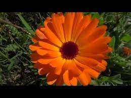 Youtube Calendula Herbs Marigold