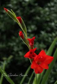 Maybe you would like to learn more about one of these? Thin Those Overgrown Glads The Garden Bench