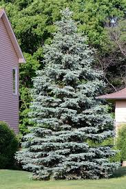 We have blue spruce trees for sale. How To Plant And Grow A Colorado Blue Spruce Tree Hgtv