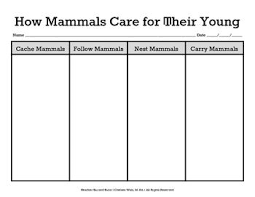 How Mammals Care For Their Young Mammals Special Education Visual Special Education Schedule