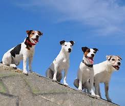 The jack chi is a mixed breed dog a cross between the jack russell terrier and chihuahua dog breeds. Parson Jack Russell Terrier Home Facebook