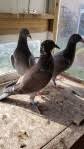 Best pigeon loft design disclaimer: Help With Small Pigeon Loft We Now Have Birds
