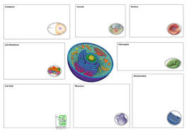 The male gametes of charophytes. Gcse Ks4 Biology Science Cells Revision Lesson Teaching Resources
