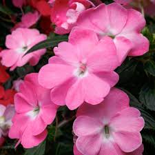Image result for Impatiens sylvicola