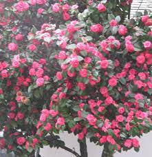 Camellia Japonica Trees To Plant Camellia Flower Plants