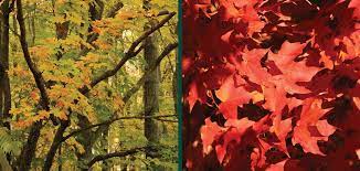 Maybe you would like to learn more about one of these? Sugar Maple King Of The Woods Knowledgebase Johnson S Nursery