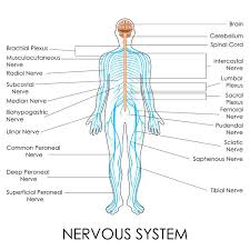 The peripheral nervous system includes 12 pairs of cranial nerves arising from the brain and 31 the organs receive both sympathetic and parasympathetic nerves. Nerve Structures Of The Spine