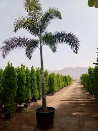 Image result for Wodyetia bifurcata