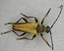 Image result for Leptochloa obtusiflora