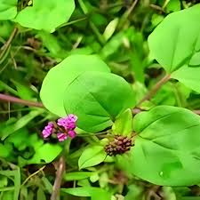 Image result for Phyllanthus mendoncae