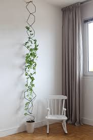 Compare prices & read reviews. The Best Indoor Vines And Climbers That Are Easy To Grow Top Dreamer