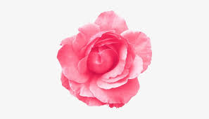 More than 3 million png and graphics resource at pngtree. Roses Transparent Tumblr Light Blue Flower Transparent Background Png Image Transparent Png Free Download On Seekpng