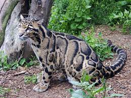 Clouded Leopard Animals Clouded Leopard Animals Beautiful