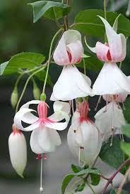 Fuchsia Flowers Fuchsia Seeds Flower Seeds