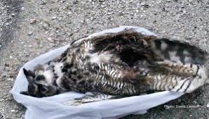 Could she be trapped in someone's garage? Great Horned Owl Found Dead From Rodenticide Poisoning At Sweet Springs Preserve Paso Robles Daily News
