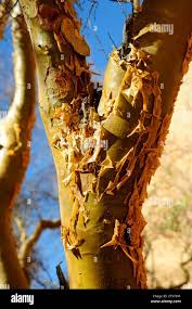 Image result for Brachystegia glaucescens