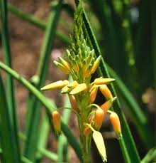 Image result for Aloe cooperi