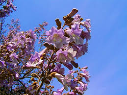 Check spelling or type a new query. Paulownia Elongata New Forest Tree Seeds 200seeds Pack Fast Growing Tree Buy Online In Oman At Oman Desertcart Com Productid 69754833