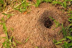 Maybe you would like to learn more about one of these? How You Can Prevent Anthills In Your Tulsa Yard This Summer