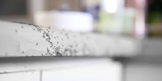 Make your kitchen inhospitable to ants by coating previous ant entry points with homemade ant repellents such as two tablespoons of peppermint oil and a quart of water, equal parts apple cider. How To Get Rid Of Ants In Your Home Kitchen What Kills Ants Outside