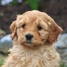 Mini Goldendoodle Puppies For Sale Adopt Your Puppy Today Infinity Pups Goldendoodle Puppy Mini Goldendoodle Puppies Goldendoodle Puppy For Sale