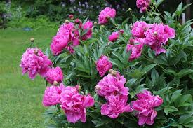 Check spelling or type a new query. How To Prune A Gardenia Bush In 5 Simple Steps Gardenerdy
