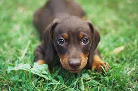 Are Dachshunds Smart Why Theyre Actually Intelligent