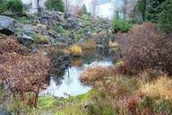 Image result for Aneilema umbrosum