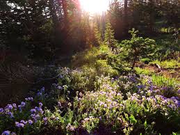 Prepare your soil by clearing the area of all existing growth. Best Time To See Wildflowers In Colorado 2021 When To See Rove Me