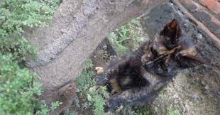  Gambar Kucing Keren Hitam Putih Foto Kucing Kampung Yang Lucu Imut Bagus Keren Warna Hitam Kucing Wallpaper Sc Ipho Kucing Dua Warna Menggambar Kucing Kucing