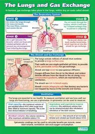 The Lungs And Gas Exchange Science Educational School Posters Respiratory Therapy Respiratory System Nursing School Survival