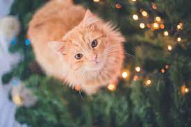 Trader Joe S Is Releasing An Advent Calendar For Your Cat Dog Advent Calendar Cat Advent Calendar Cats