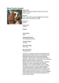 king charles spaniel king charles charles spaniel kopek