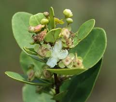 Image result for Eugenia capensis