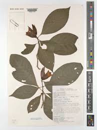 Image result for Sclerochiton hirsutus