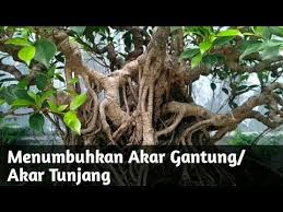 Tips Menumbuhkan Akar Gantung Akar Tunjang Beringin Dan Jenis Ficus Lainnya Youtube Ficus Jenis Tips