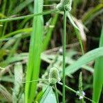 Image result for Kyllinga odorata