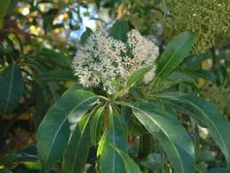 Image result for Sideroxylon inerme