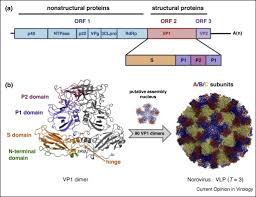 The increase comes after a time of reduced outbreak activity (of norovirus) in food establishments during the. Norovirus Assembly And Stability Sciencedirect