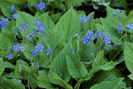Image result for Omphalodes verna